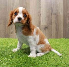 Cavalier King Charles Spaniel