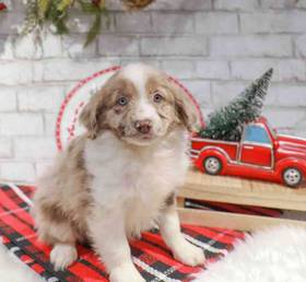 Australian Shepherd