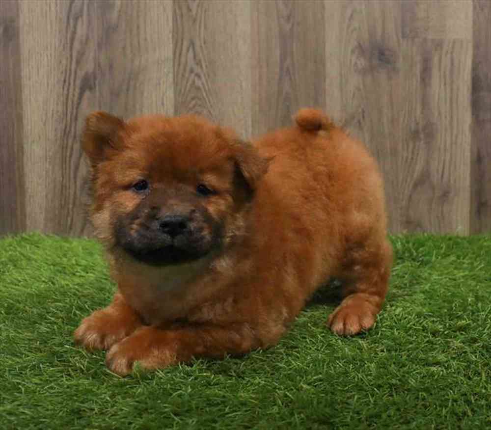 Chow Chow Puppy for sale Pet Zone Poughkeepsie