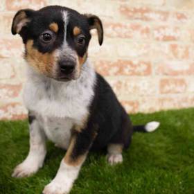 Border Collie/ Heeler