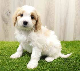 Cavachon