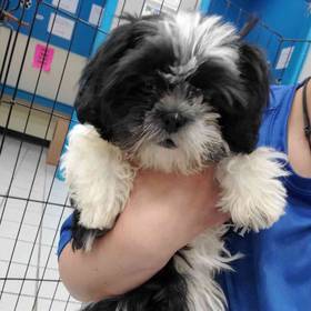 Shih Tzu