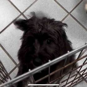 Morkie