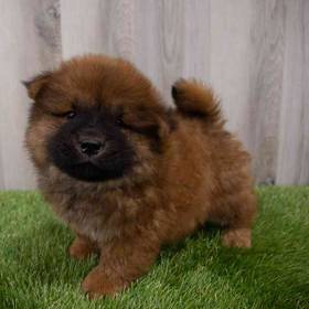Chow Chow