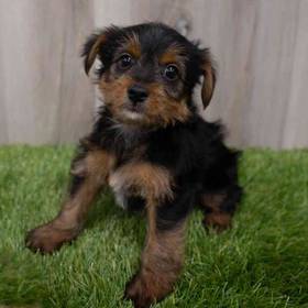 Yorkie