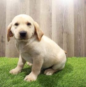 Labrador Retriever