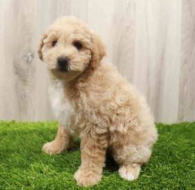 Maltipoo