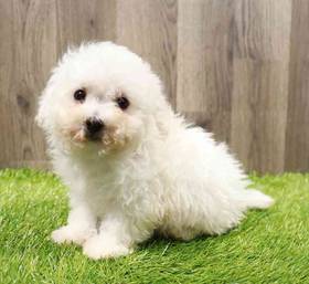 Bichon