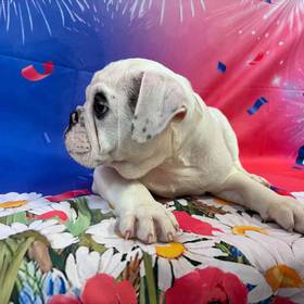 Bulldog