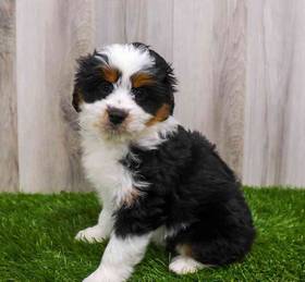 Mini Aussiedoodle