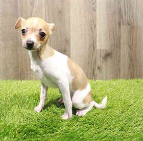 Chihuahua