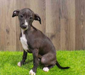 Italian Greyhound