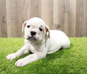 English Bulldog