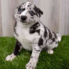Pomsky