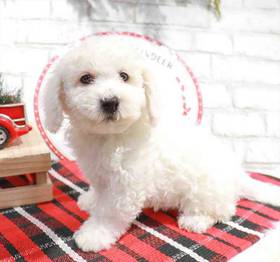 Bichon