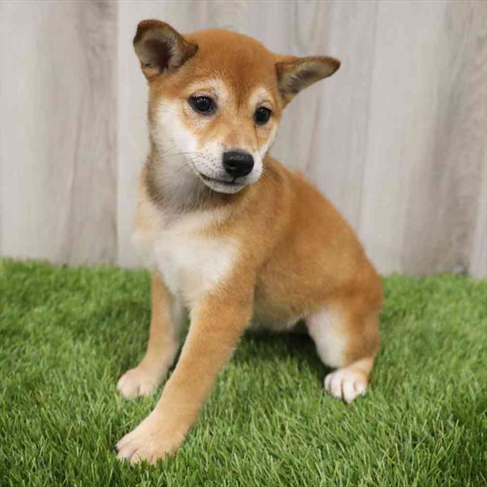 Shiba Inu Puppy for sale - Pet Zone - Albany
