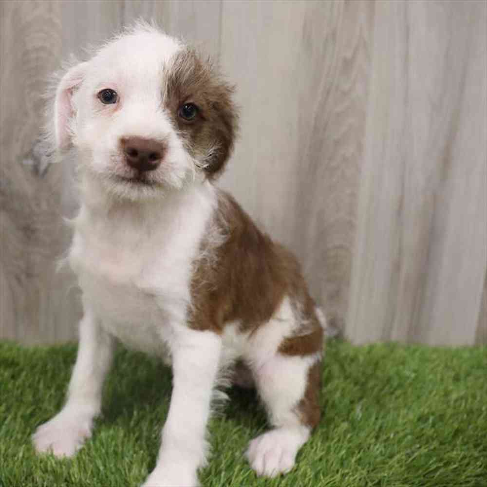 Bossi poo deals for sale