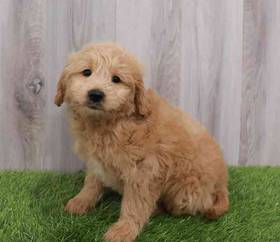 Mini Goldendoodle