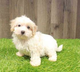 Shipoo