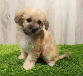 Yorkie-Poo