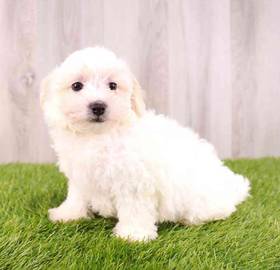 Shizapoo