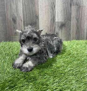 Mini Schnauzer