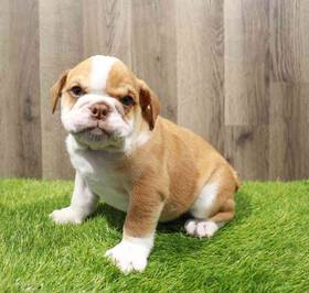 Bulldog