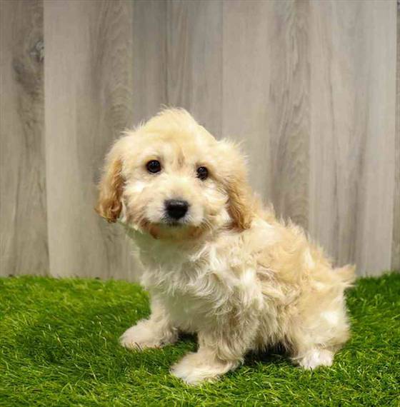 Cavapoo Puppy for sale Pet Zone Albany