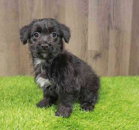 Yorkie-Poo