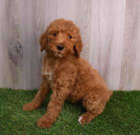 Poodle