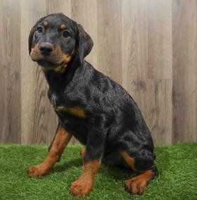 Rottweiler