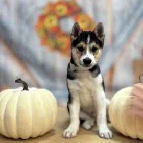 Shiba Inu