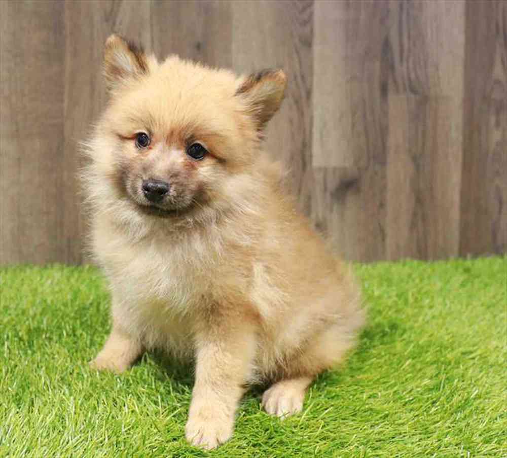 Pomeranian Puppy for sale Pet Zone Poughkeepsie