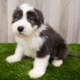 Bearded Collie