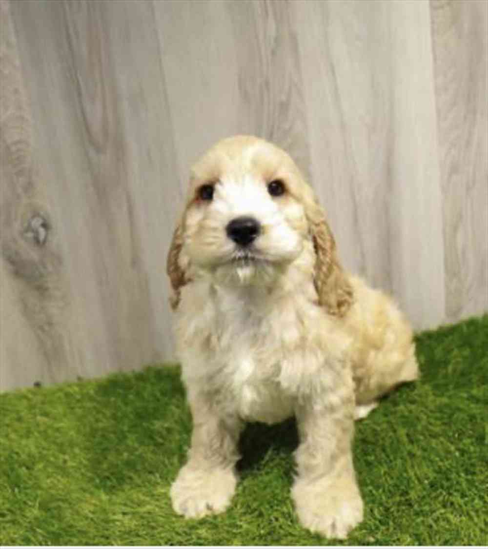 Cockapoo 2nd gen Puppy for sale Pet Zone Queensbury