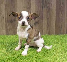 Chihuahua