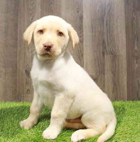 Labrador Retriever