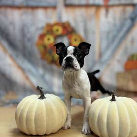 Boston Terrier