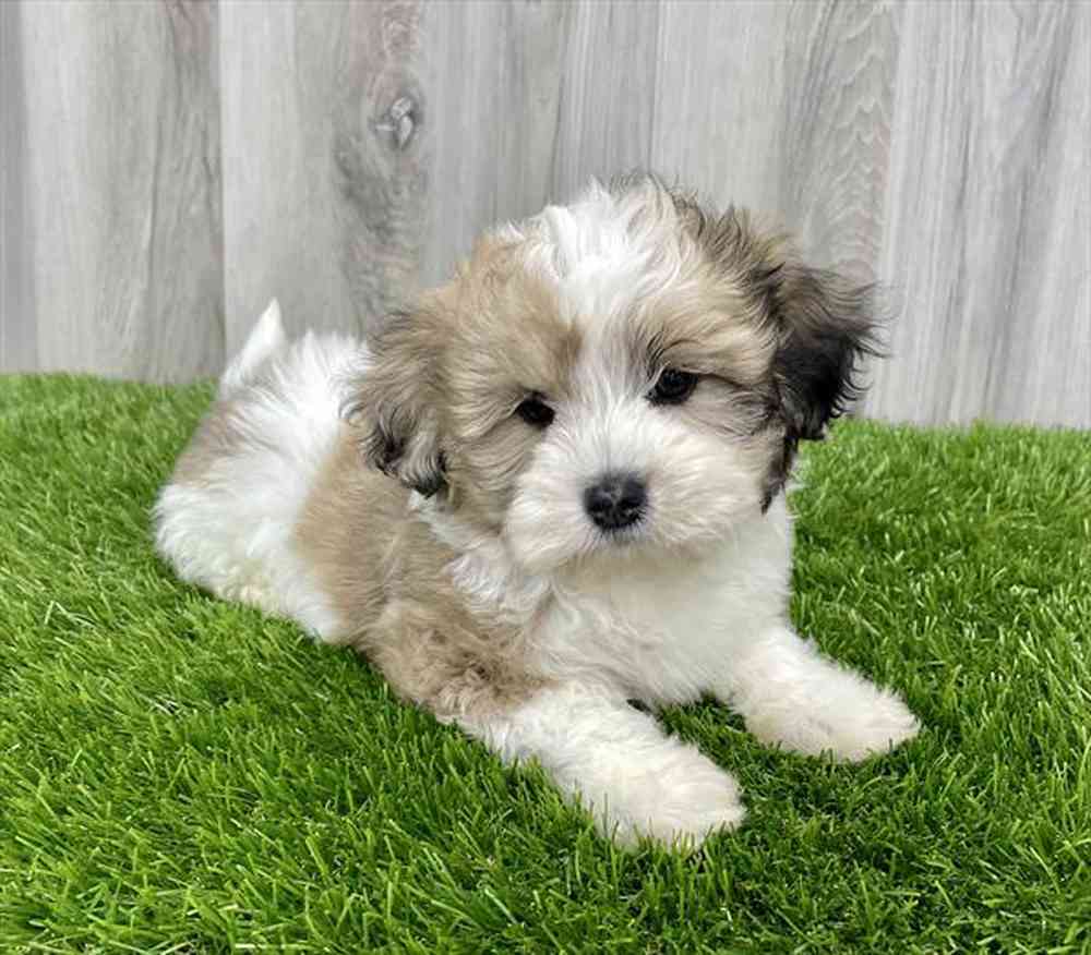 Lhasa poo for sales sale