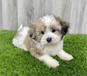 Lhasa-Poo