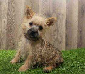 Cairn Terrier