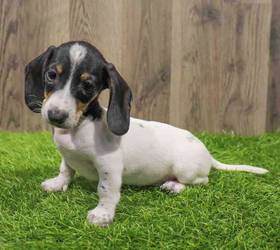 Dachshund