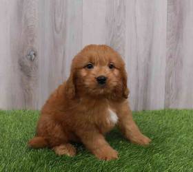 Mini Goldendoodle