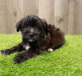 Yorkie-Poo