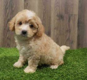 Cavapoo