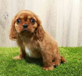 Cavalier King Charles Spaniel