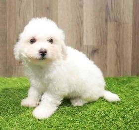 Bichon