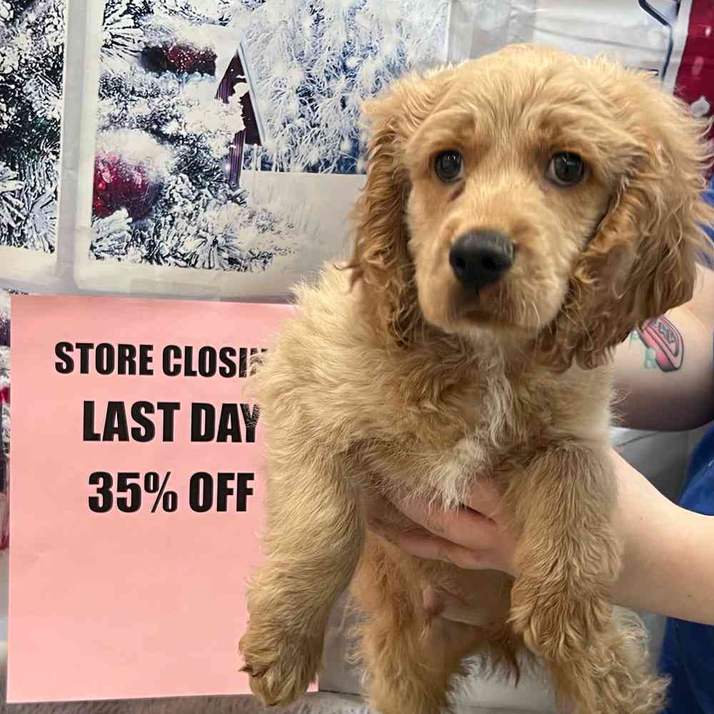 Cockapoo Puppy for sale - Pet Zone - Queensbury