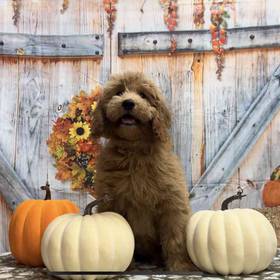Mini Goldendoodle