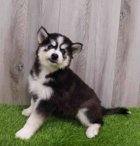 Siberian Husky